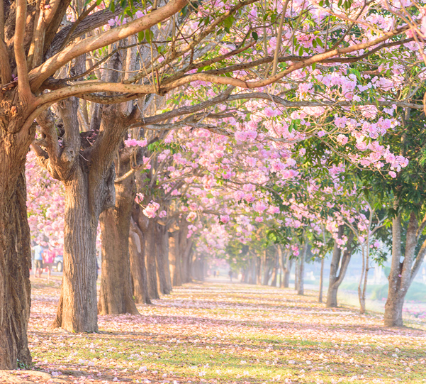 Pink Trumpet Tree Row With Mist In Sunrise Time / Pink Trumpet W